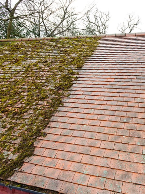 Safeguarding Your Garden While Eliminating Moss